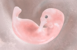 The extraordinary pregnant body (part 2)